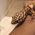 ヒョウモントカゲモドキ里親募集