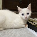 【3/21譲渡会】ブルーアイの白猫ちゃん