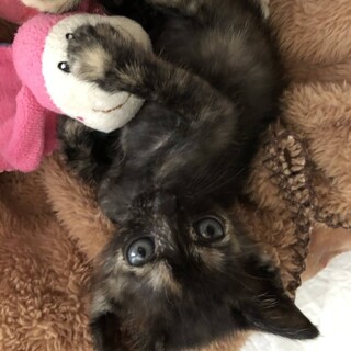 サビの子きらちゃん