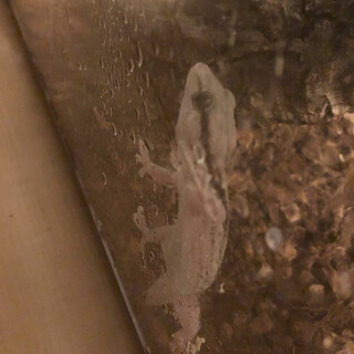 クラカケカベヤモリ2匹里親募集