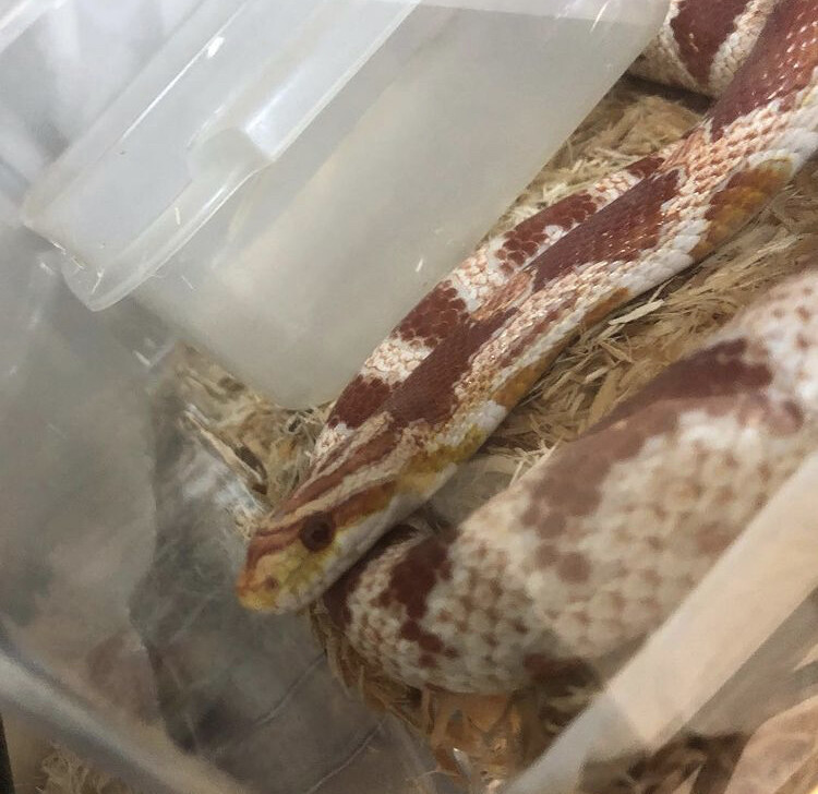 コーンスネークアダルト里親募集 岐阜県 爬虫類 他の里親募集 ペットのおうち 月間利用者150万人 コーンスネークアダルト里親募集 岐阜県 爬虫類 他の里親募集 ペットのおうち 月間利用者150万人