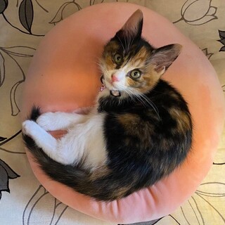 とっても可愛い三毛猫　みぃちゃん！