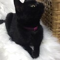 黒猫さん