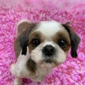 小柄で美犬！性格抜群シーズーおはぎちゃん
