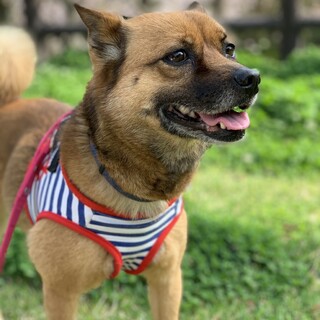 しっぽフリフリいつも笑顔のはなえちゃん♡