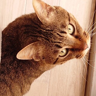 白血病のヘーロス君