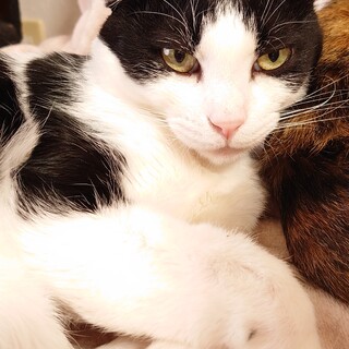 温厚ジェントルマンなサイ君