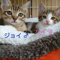 一時停止　とても甘えん坊の兄妹　ソイとジョイ！