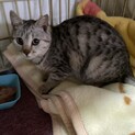 りんご猫ですが、元気で可愛い　いちごちゃん