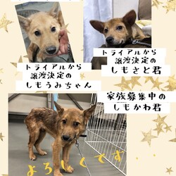 「2021年4月1日新年度の倉敷から→全頭譲渡決定！」サムネイル1