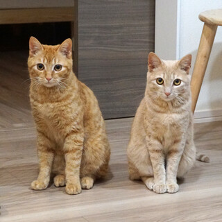 2色の茶トラ/オスメス2匹ペア」東京都 - 猫の里親募集(353873