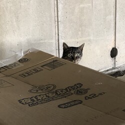 野良猫を取り巻く環境