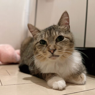 【5/16東銀座】しのぶちゃん9歳以上♪