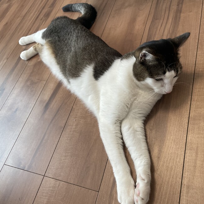 ayanoyのカバー写真