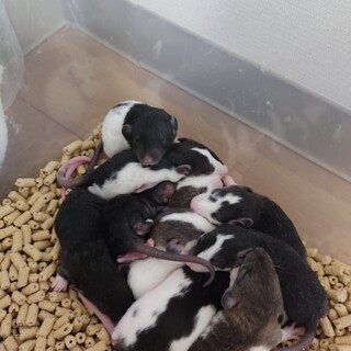 ファンシーラット　3月18日　生まれベイビーズ