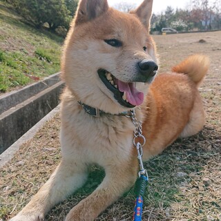 左前足欠損ハンデ有 陽気な柴犬くん 