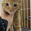 抱っこ？僕大好きだよ。ゴロゴロだよ。タロ君