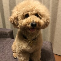 ももたろう