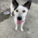 雑種のメス成犬、甘えん坊の穏やかな性格の子です。