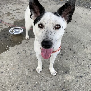 雑種のメス成犬、甘えん坊の穏やかな性格の子です。