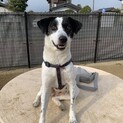 雑種のメス成犬、べったり甘えん坊な子です。