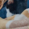 子猫