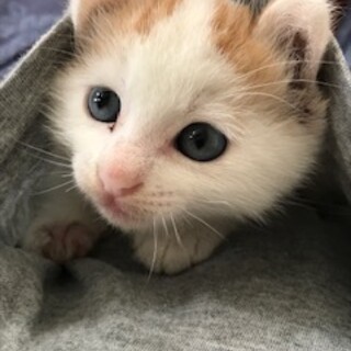 とっても可愛い赤ちゃん猫、白茶白のチビにゃん！