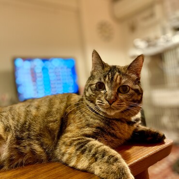 はじめまして。野良猫時代に何度も出産してきた子育てのプロ、つくしです。よろしくにゃ。