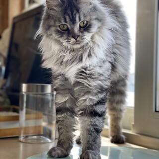 「ミヌエット2歳サラちゃん」