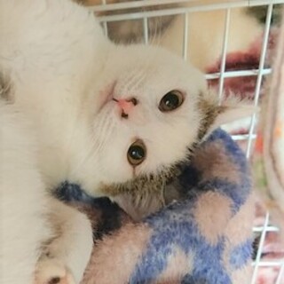 おっとり優しい、癒し系の男の子「サブちゃん」