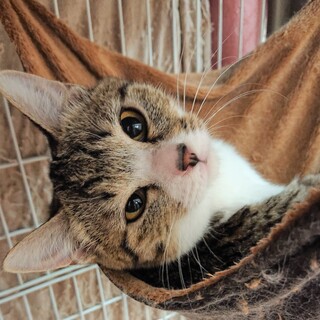 つり目が可愛い、怖がりな女の子「モモエちゃん」