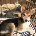 与那国より三兄弟★5ヶ月♀