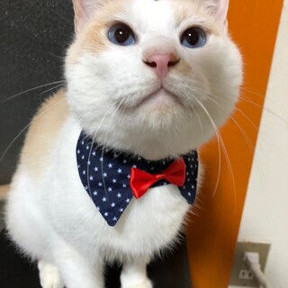 美しいブルーの瞳♡ココアくん