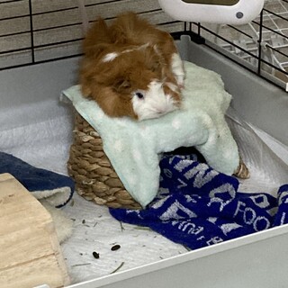 里親募集！アビシニアンの1才女の子！