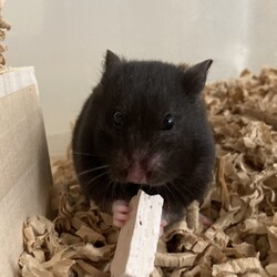 ハムちゃん