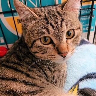 甘えたで優しい、愛らしい男の子「ルフィくん」