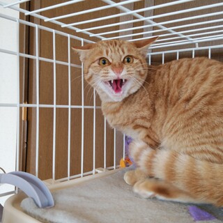 茶トラの少ない女の子リンダちゃん