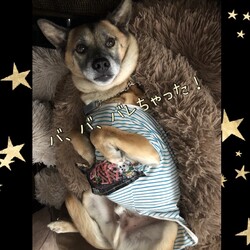 「Edワンコ、反省中！」サムネイル2