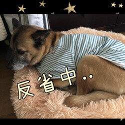 「Edワンコ、反省中！」サムネイル3