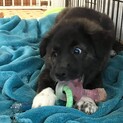 生後3か月仔犬 琉球犬系MIX トラ柄混女の子
