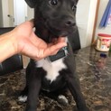 生後3か月仔犬 琉球犬系MIX女の子