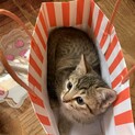おてんばなキジトラちゃん