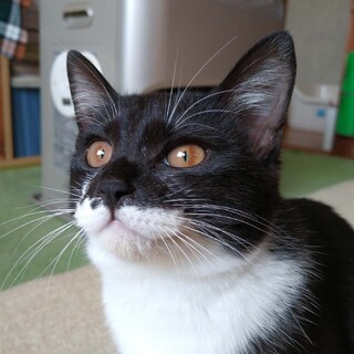 明るくて楽しいメス猫です