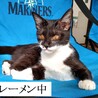 明るくて楽しいメス猫です サムネイル5