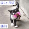 明るくて楽しいメス猫です サムネイル7