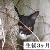 明るくて楽しいメス猫です サムネイル6