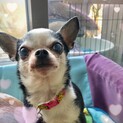 フレンドリーなチワワ つぶちゃん