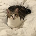 おしゃべり好き甘えん坊のミナちゃん