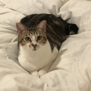 おしゃべり好き甘えん坊のミナちゃん