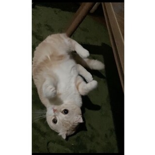 《里親サマ決定》スコティッシュ･:*+.うめちゃん